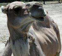 dromedary camel